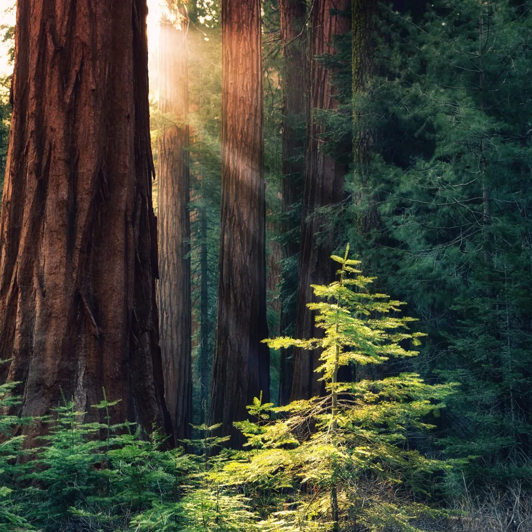tree in forrest 