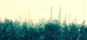 Photo of a green fern landscape