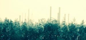 Photo of a green fern landscape