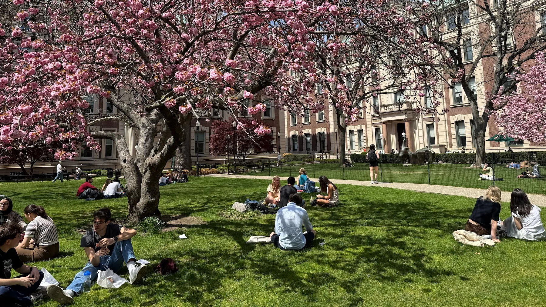 students under a tree on Columbia's campus. 