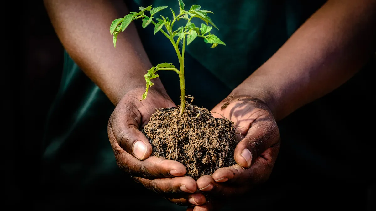hands holding seedling