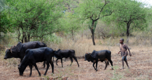 Picture of cows grazing