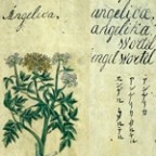 manuscript text