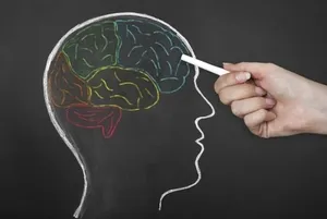 Drawing of a head with parts of the brain highlighted on a chalkboard
