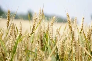 Photo of a wheat field
